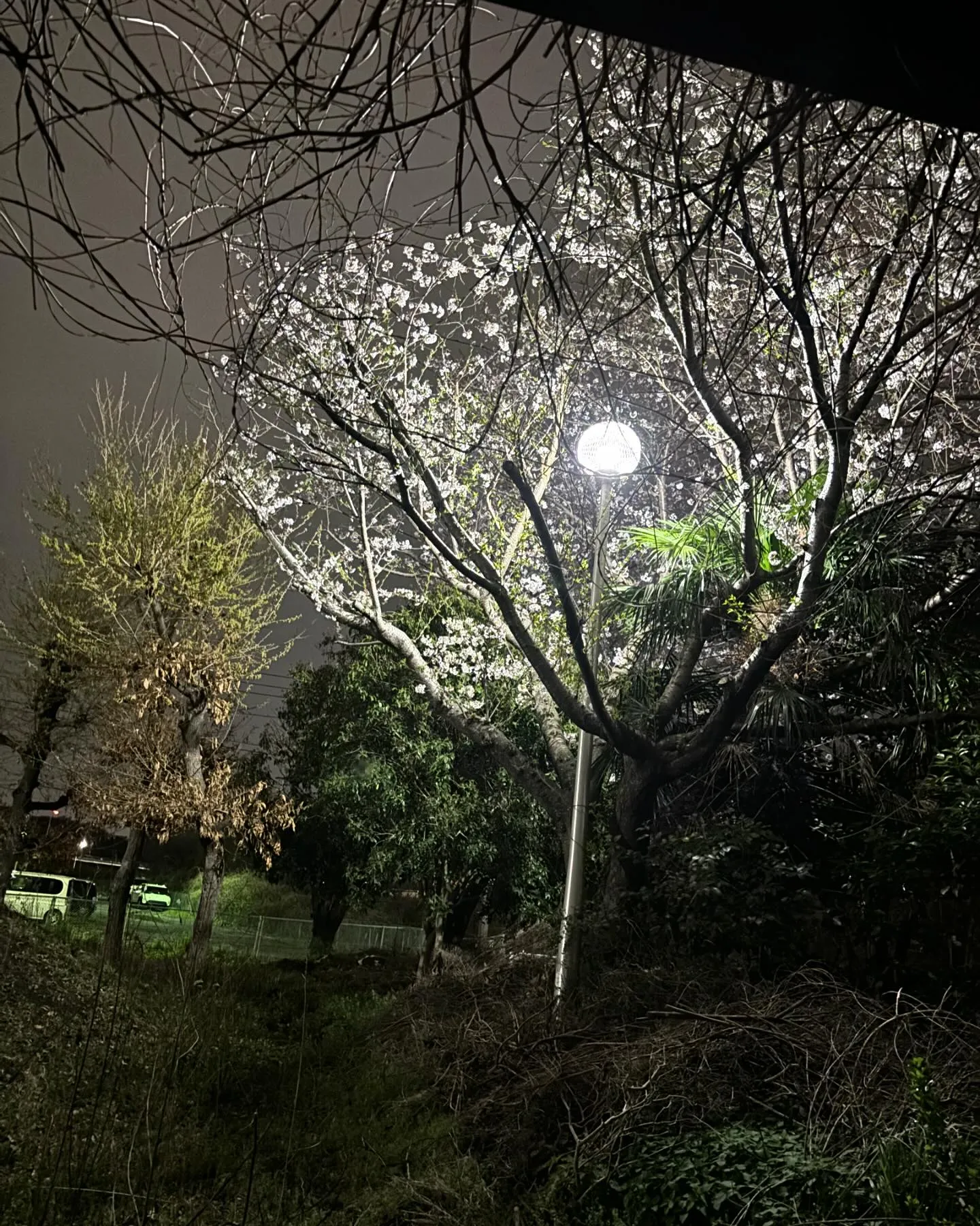 夜桜でカンパーイ！