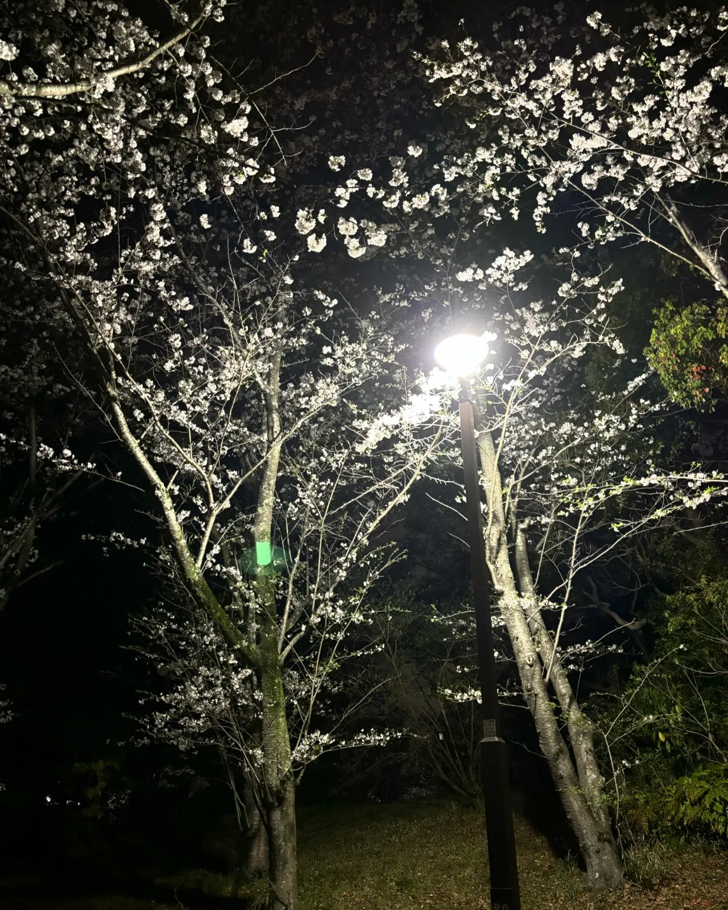 また夜桜〜。