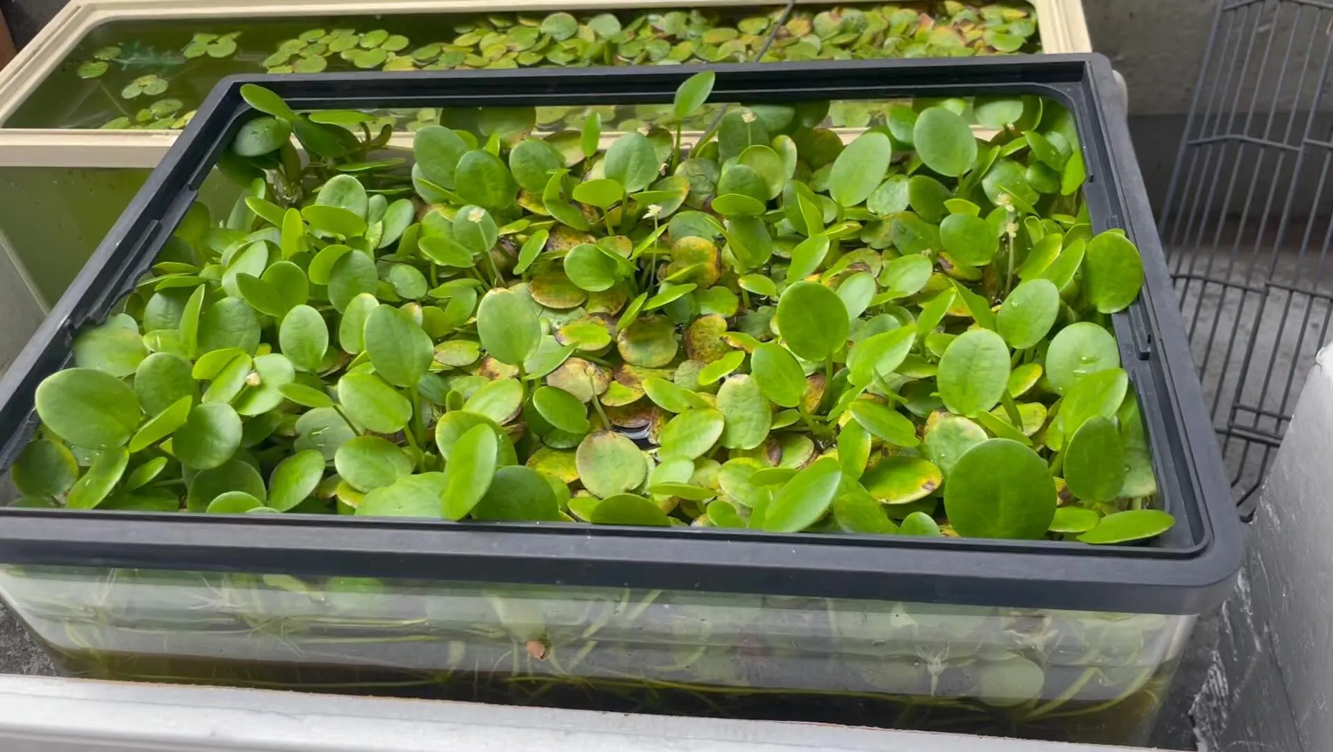 アナカリスもアマゾンフロッグピットも花が咲いてます☺️