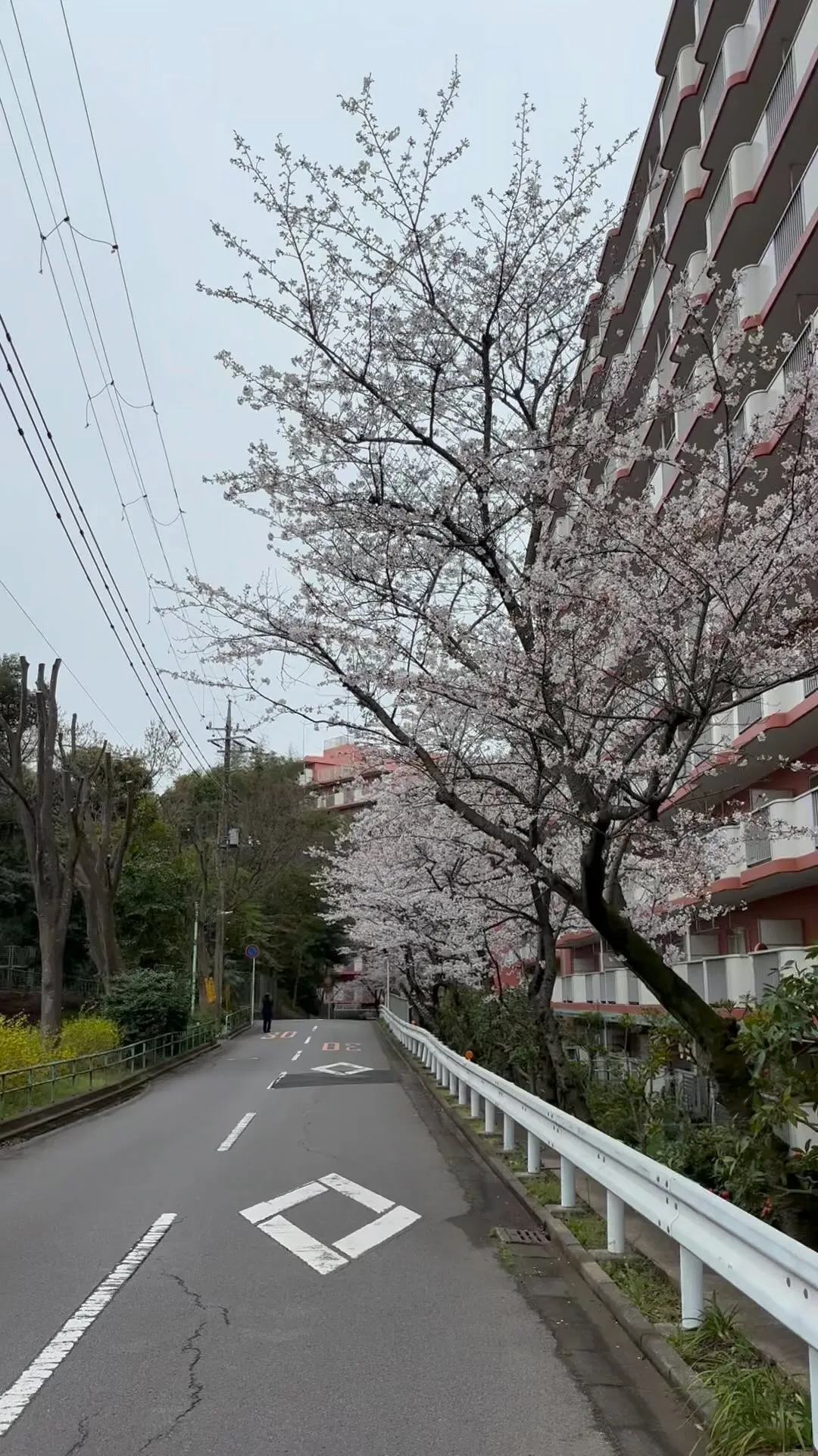 あいにくの天気ですが、桜が見頃ですね♪