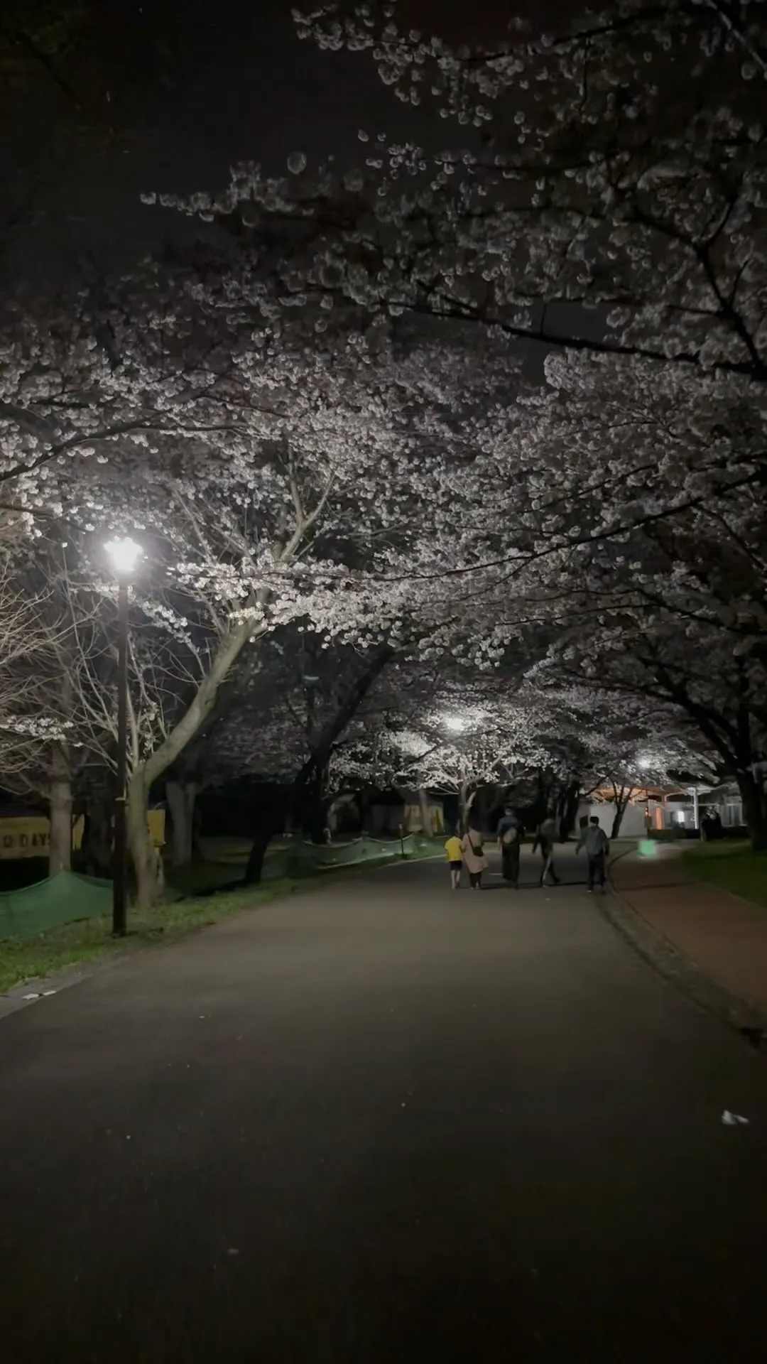 青葉の森、桜満開ですけど人少ないっすね、お勧め。