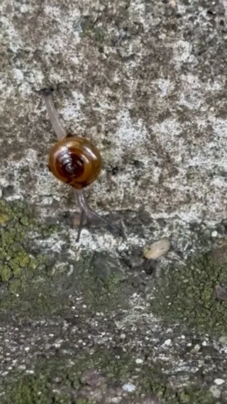 何かと思ったらカタツムリの赤ちゃんですがな。