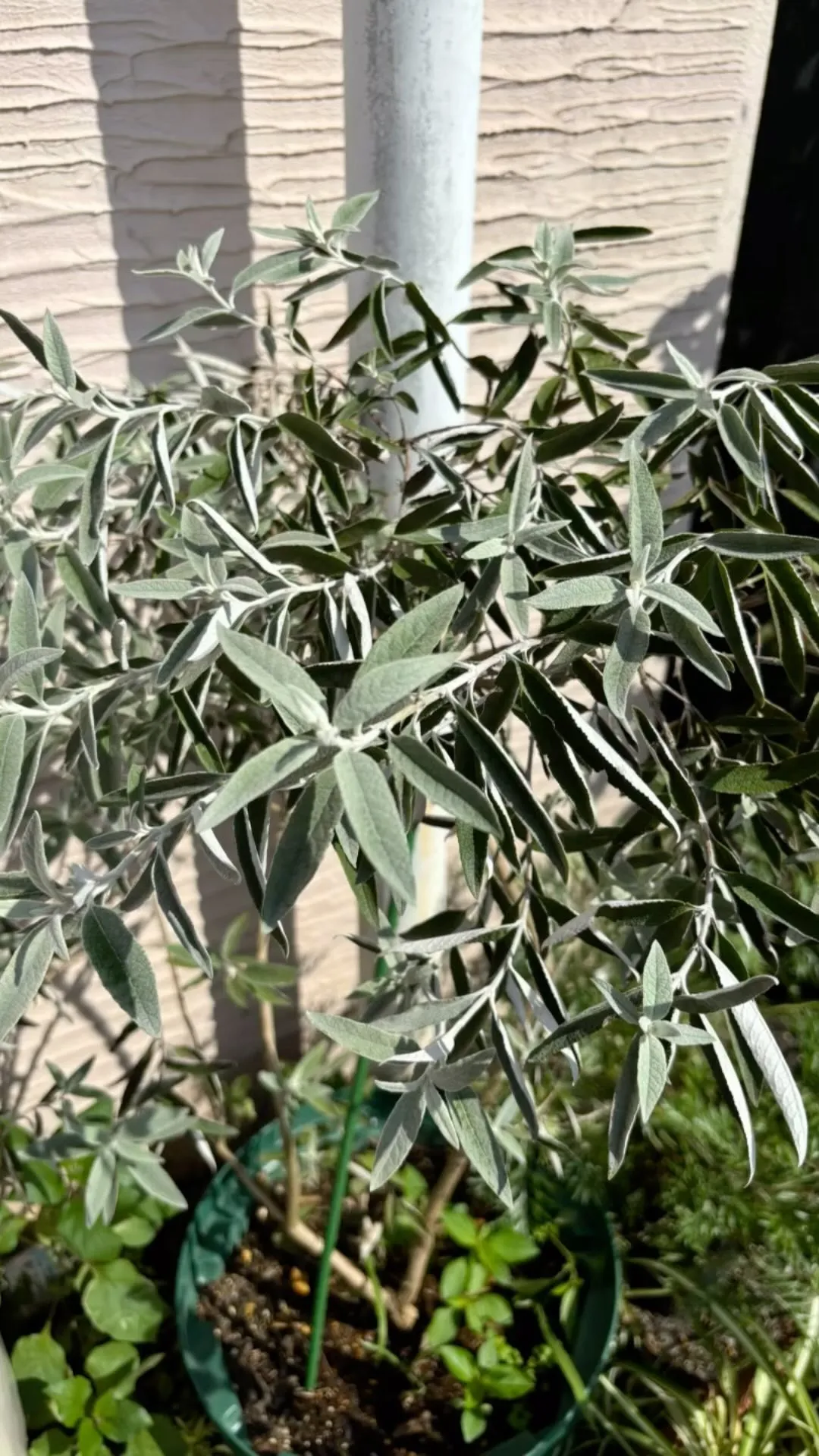 ブッドレアが大分調子出てきた。