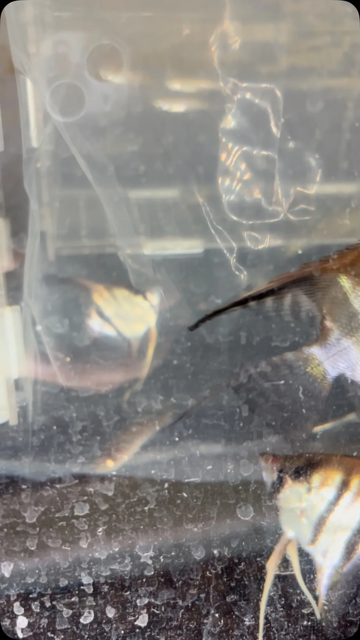 新顔、子バッチみたいでかわいい！