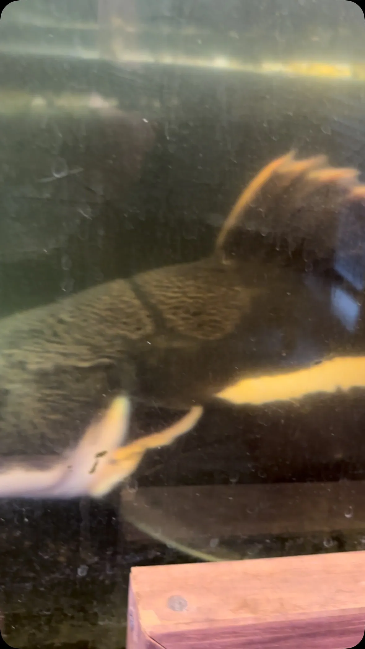 お前しれっとしてるけど、インターメディア食ったろ！