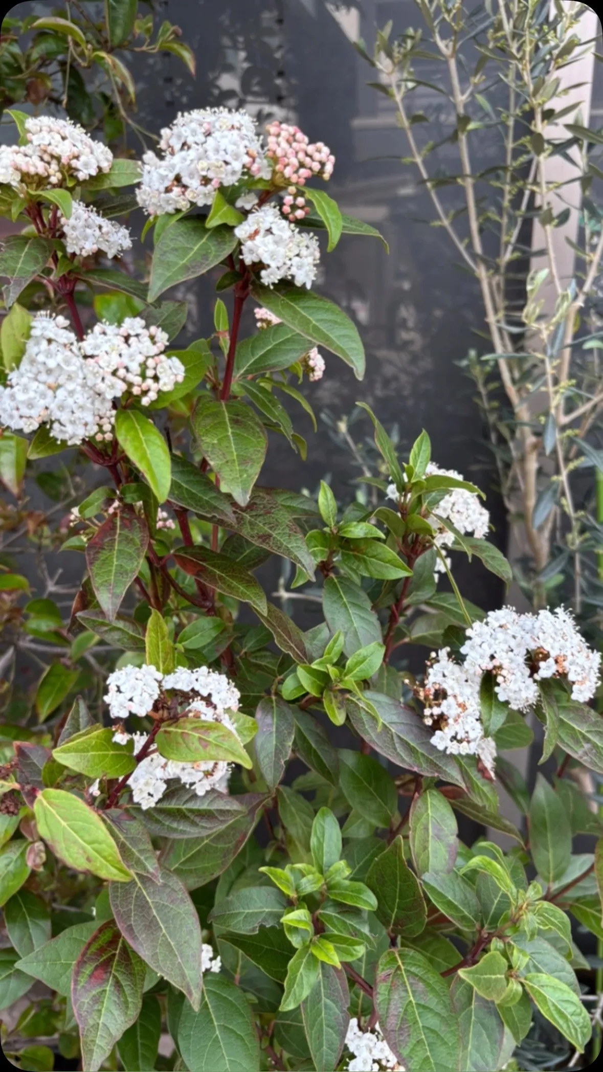 ビバーナムティムスやブットレアが開花してきました。