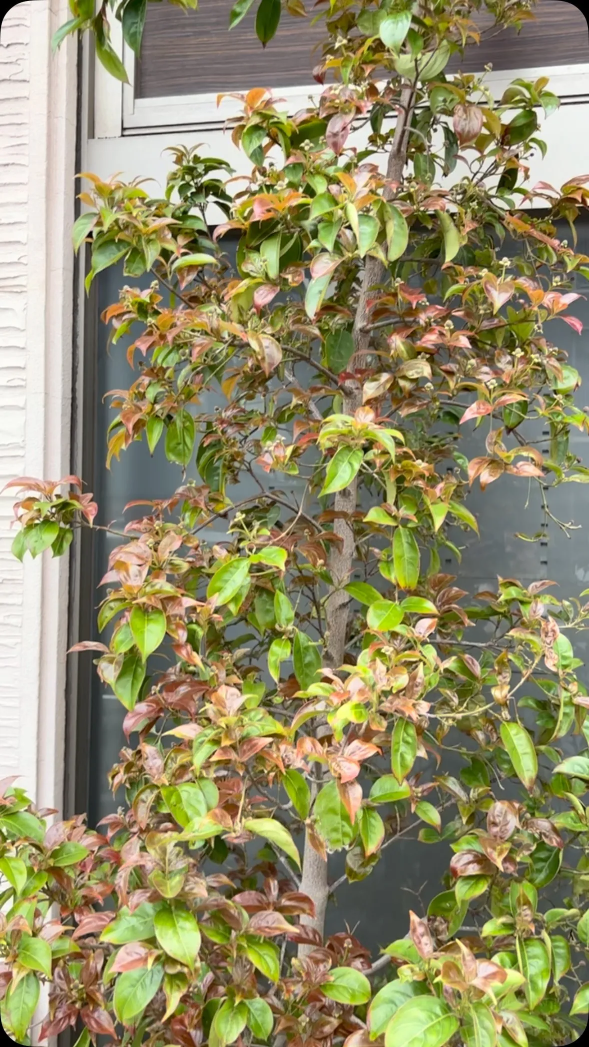 ヤマボウシの花が楽しみ♪