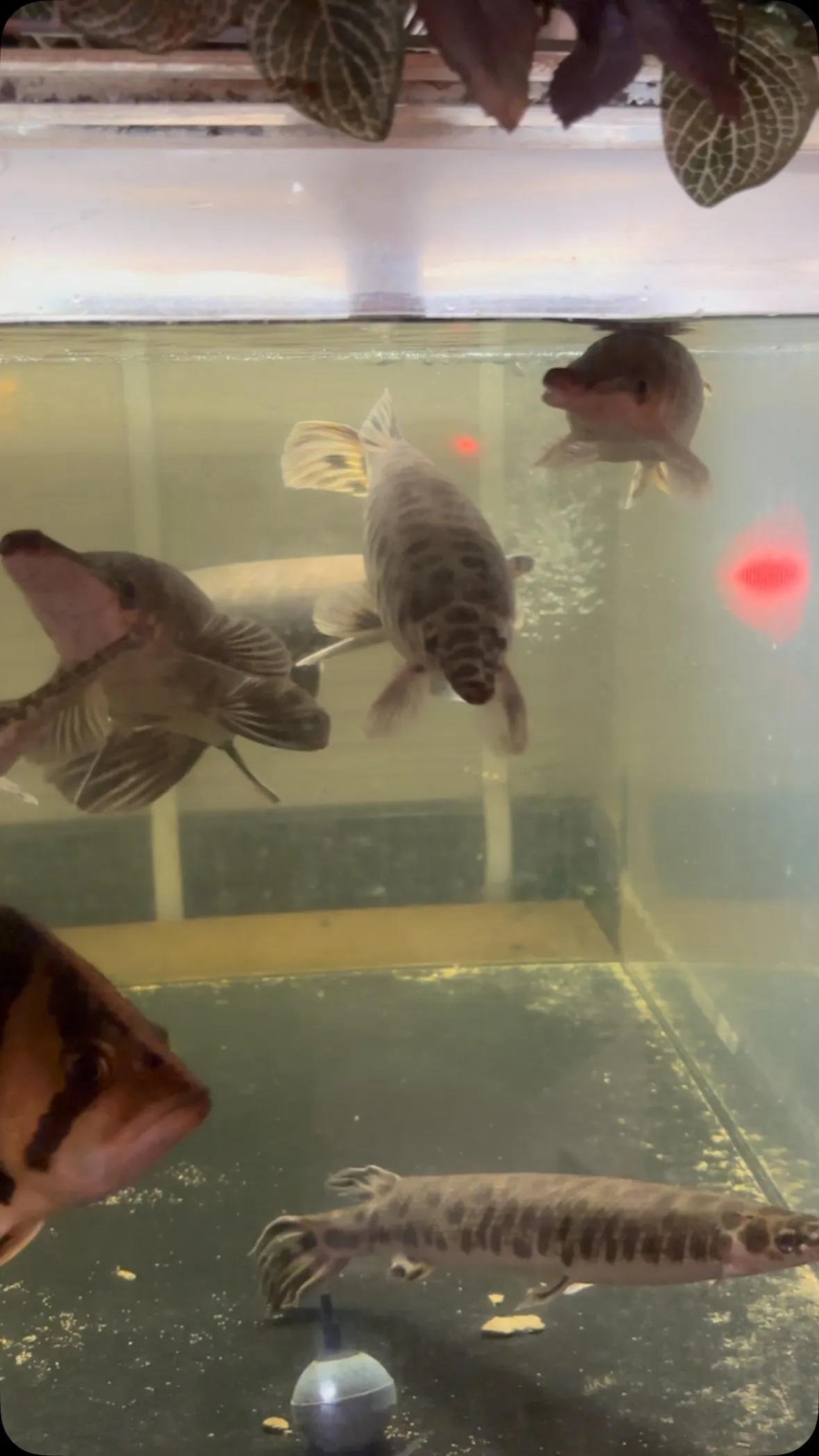 ライトを追加したガー水槽。