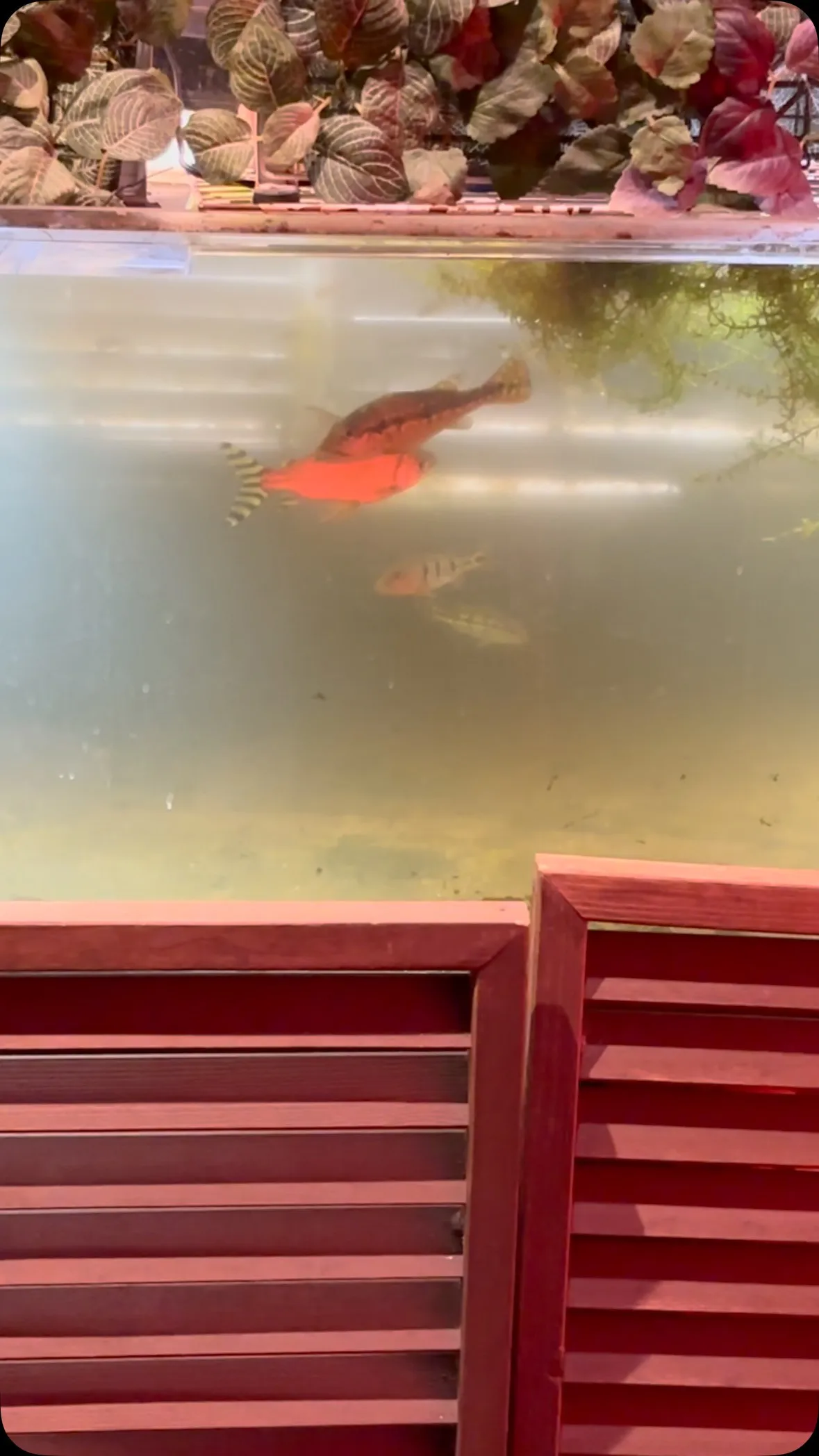 育成水槽になってしまった1階水槽。