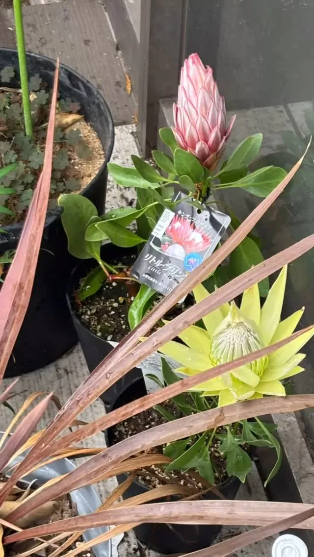 プロテアとイエアマ始めました。