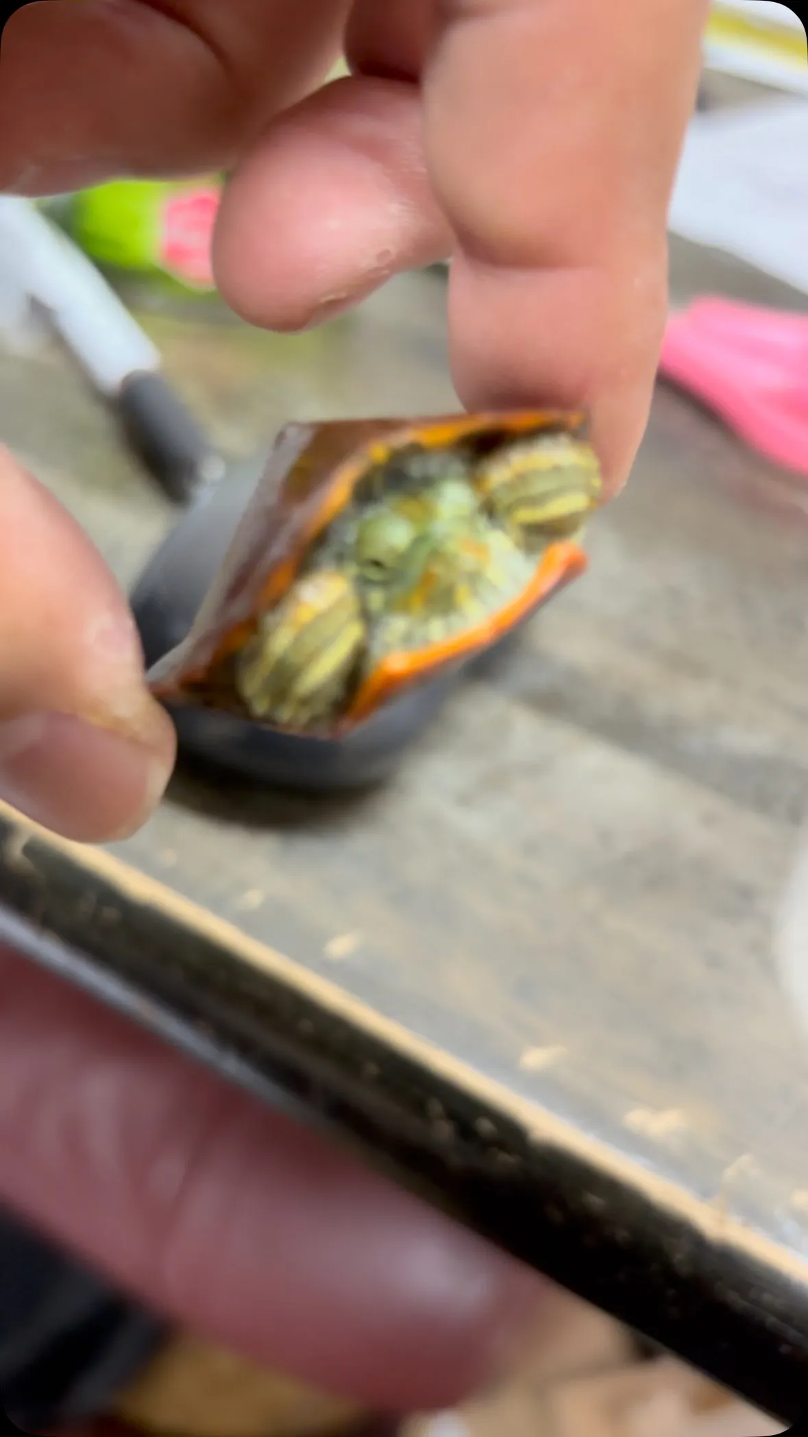 こんな生まれたてほやほやは初めて捕まえたかも。