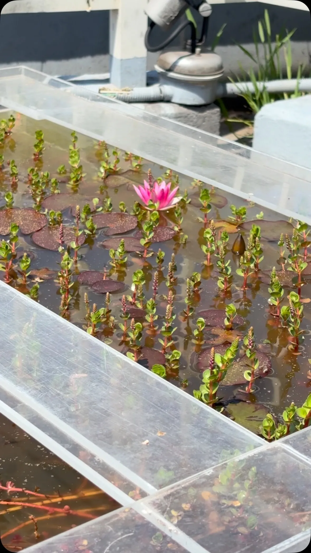 屋上のビオトープでは、睡蓮とグリーンロタラが開花してます。