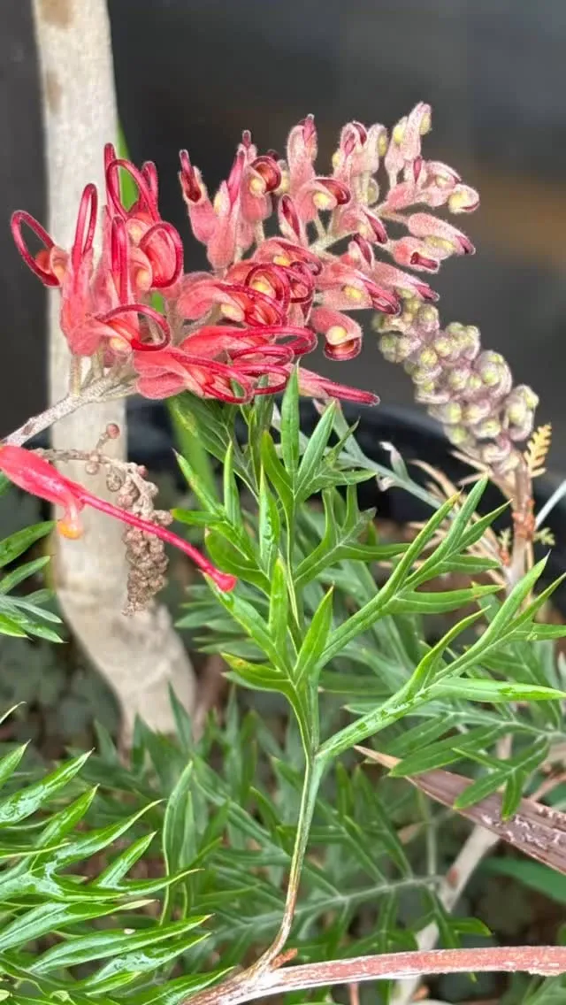 グレビレアも開花してきました。