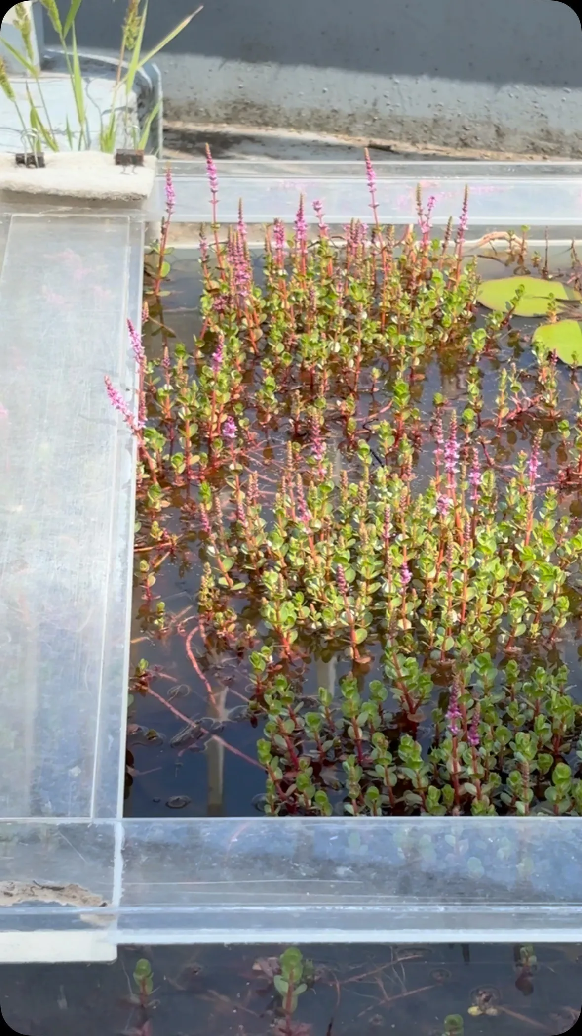 屋上は日当たりがいいので睡蓮の開花が早い、からの〜、亀の楽園...