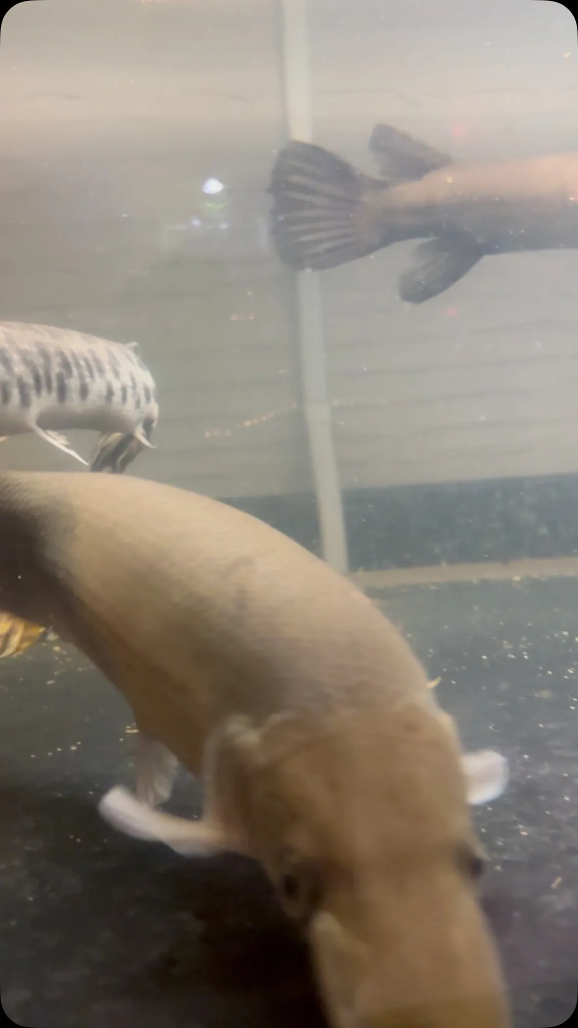 みーあーげーるー