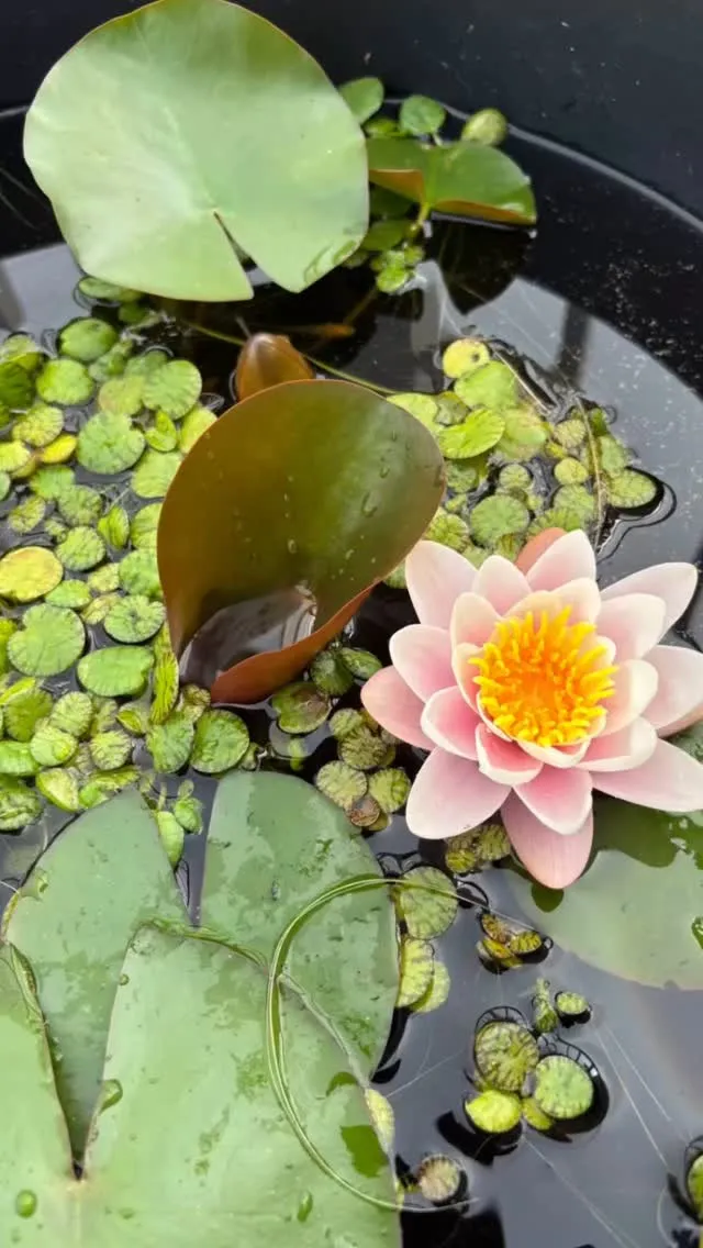 おはようございます！