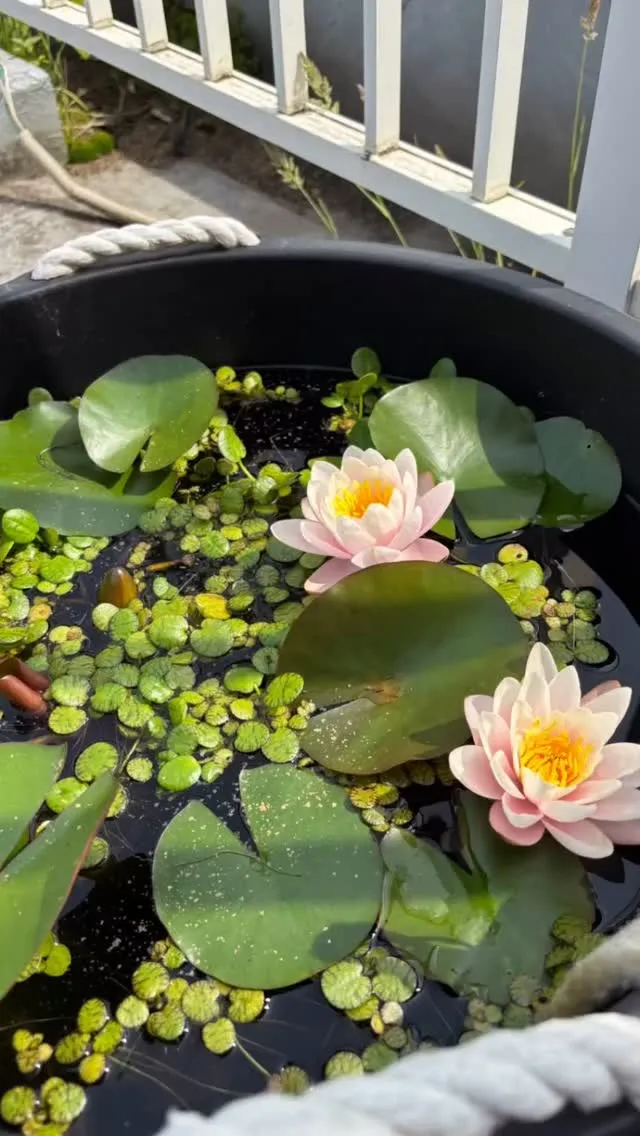 屋上は日当たりいいから睡蓮が花盛り。