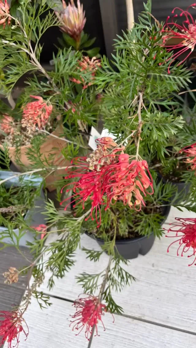 グレビレアが開花し、プロテアも咲きそうです。