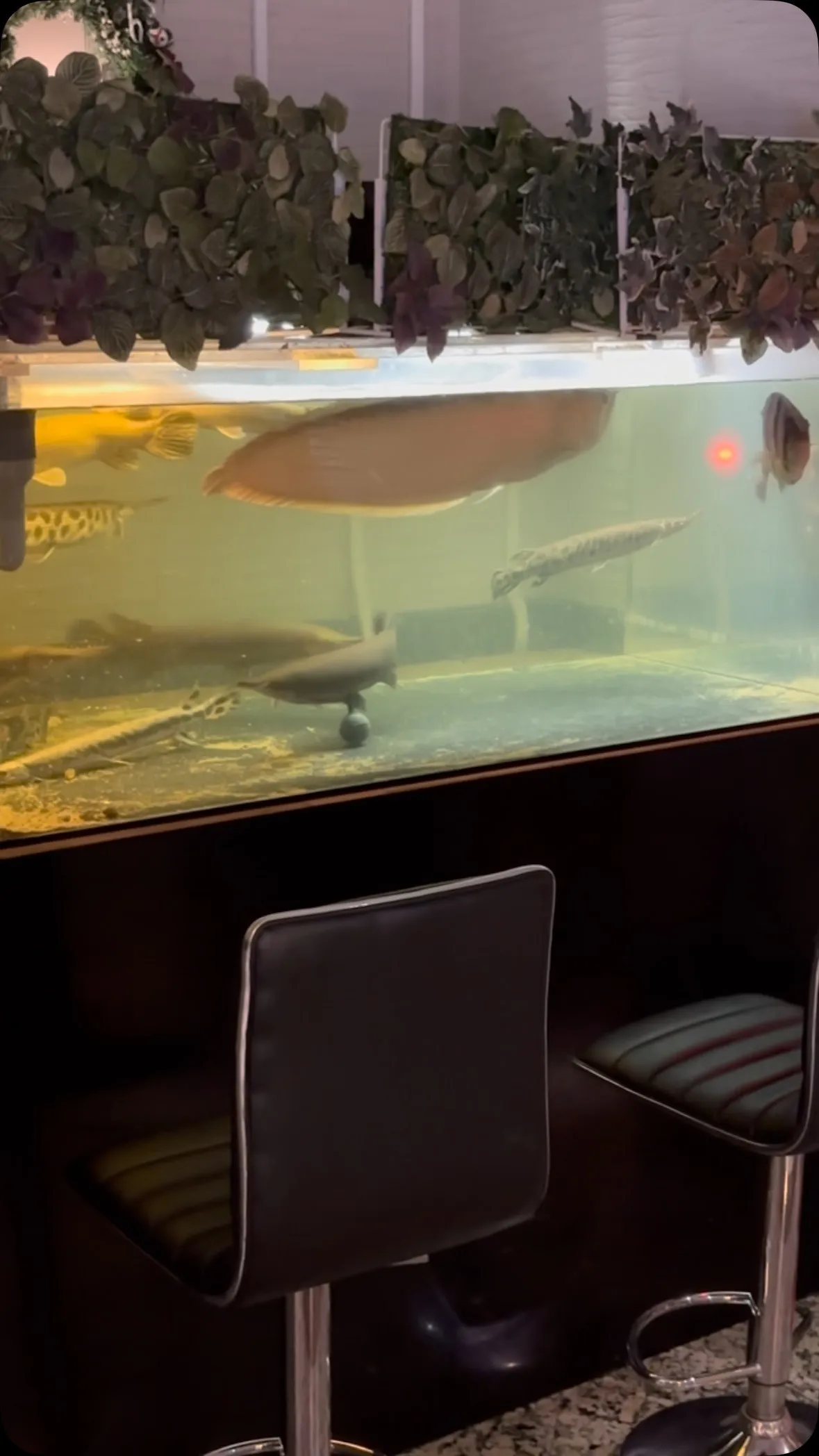 またガーが盛っておる。