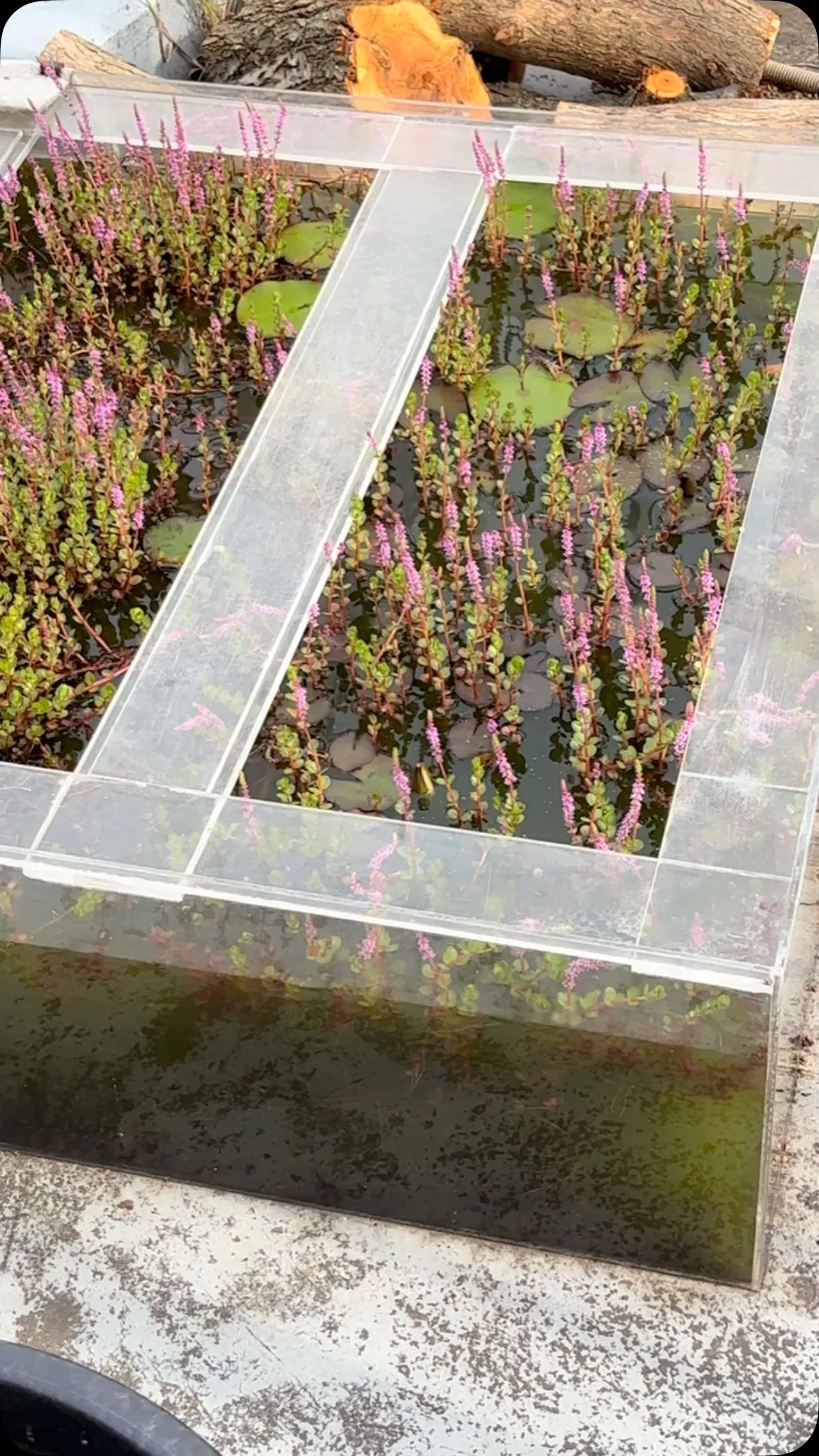 屋上の睡蓮からの〜、亀の楽園🐢