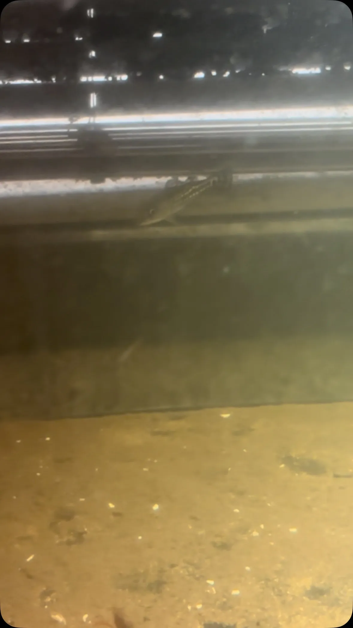 1階の育成水槽、エビとザリガニもちゃんと食え！