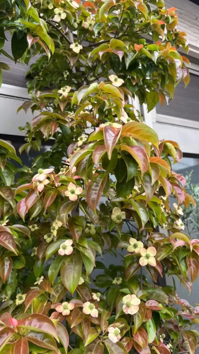 ヤマボウシも大分咲いてきた。