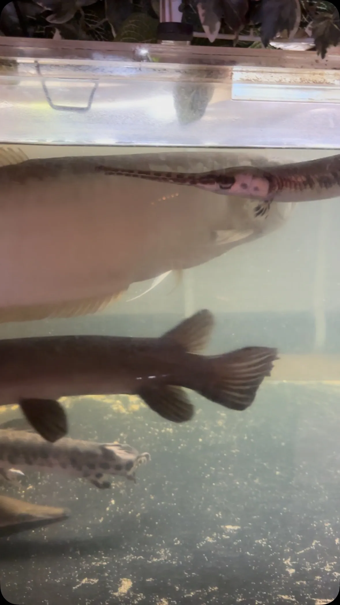 水替えしたガー水槽、餌あげて濁ってます。