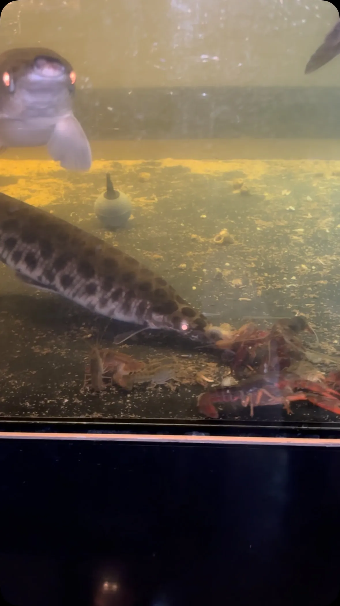 ぼちぼちザリガニの季節がやってまいりました。