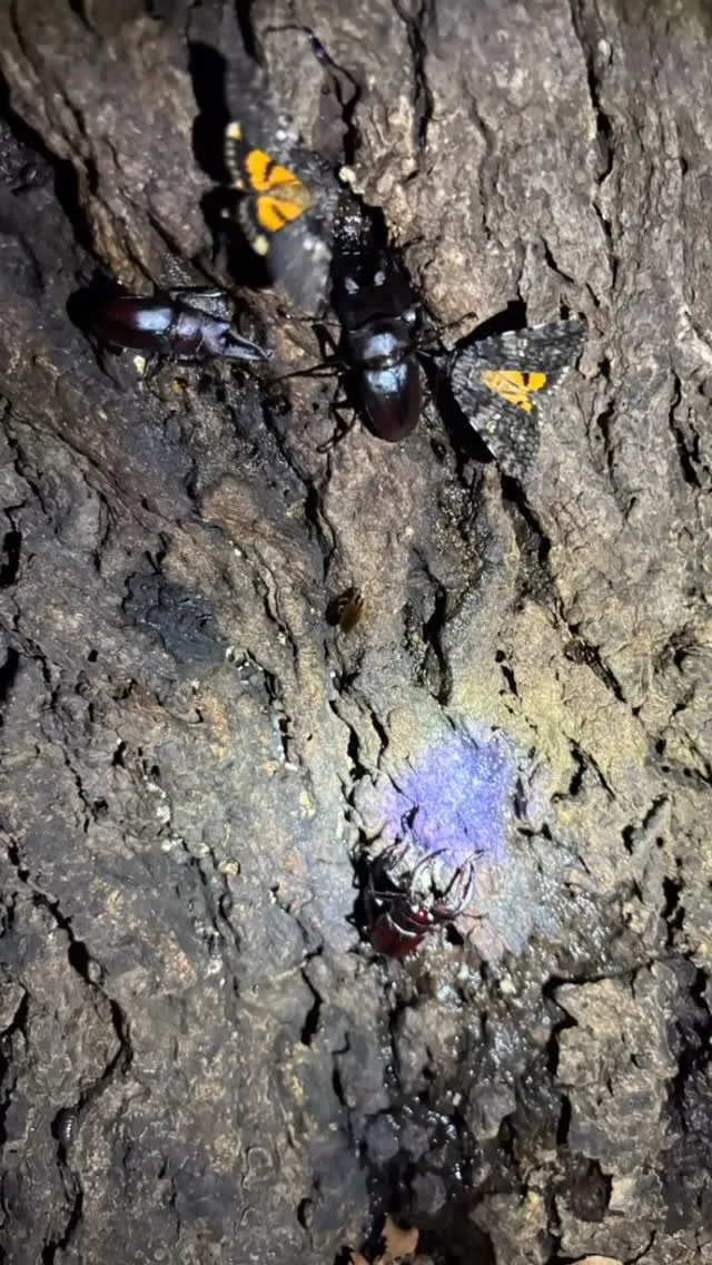 昨日は娘とカブクワチェック。