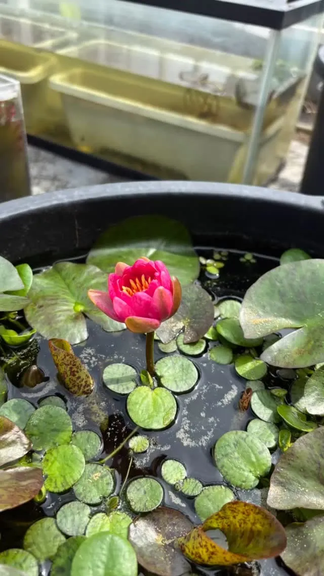 アンドレアナが2年越しで今年は結構咲きそう。