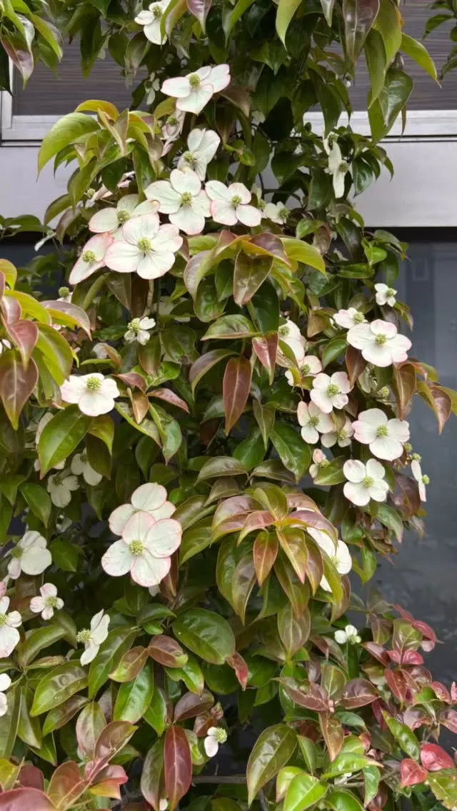 ヤマボウシが花盛り。