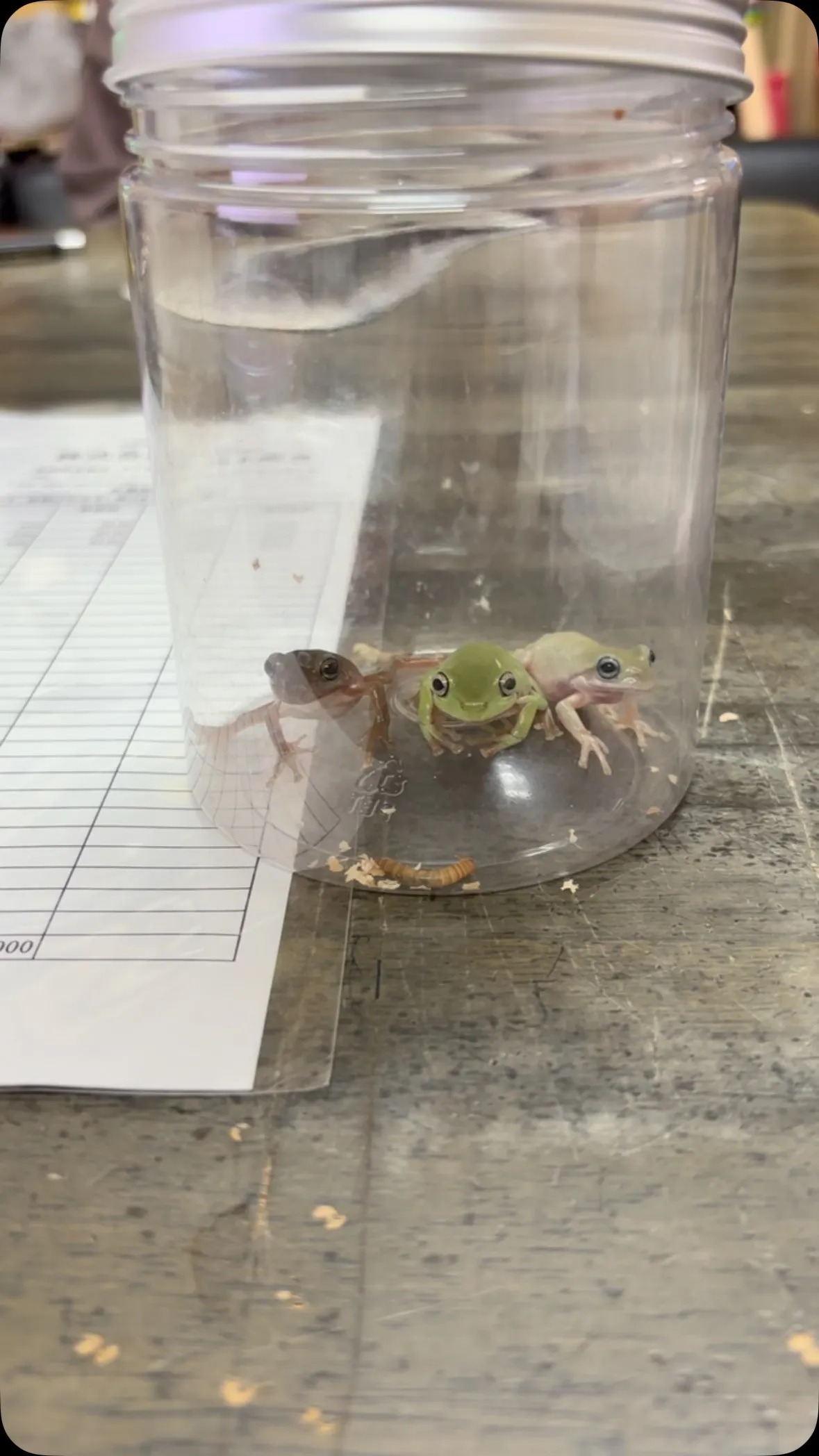 暑くて暇でーす。