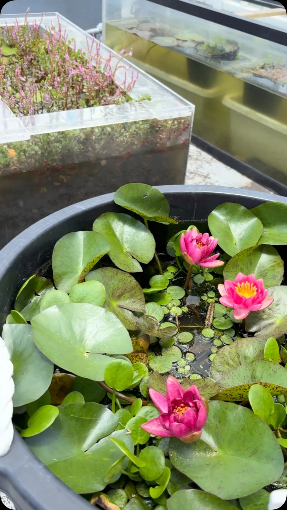 アンドレアナ去年は咲かなかったけど、今年は楽しめそうですね。