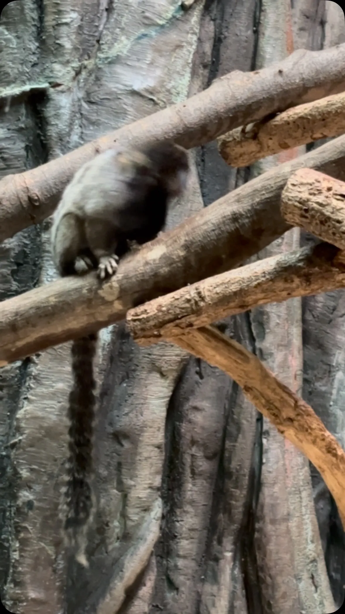 そう言えば、千葉市動物公園にさらし首みたいな猿いた。
