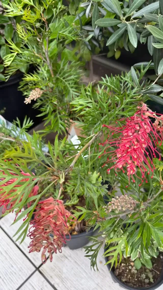 まー、花付きの良いこと！