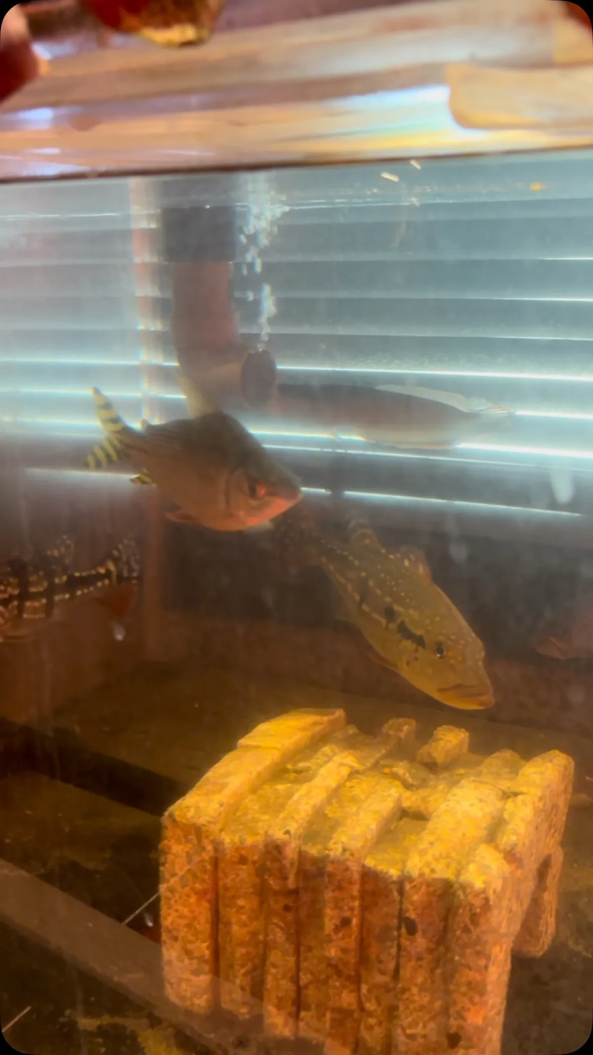 1階の育成水槽。