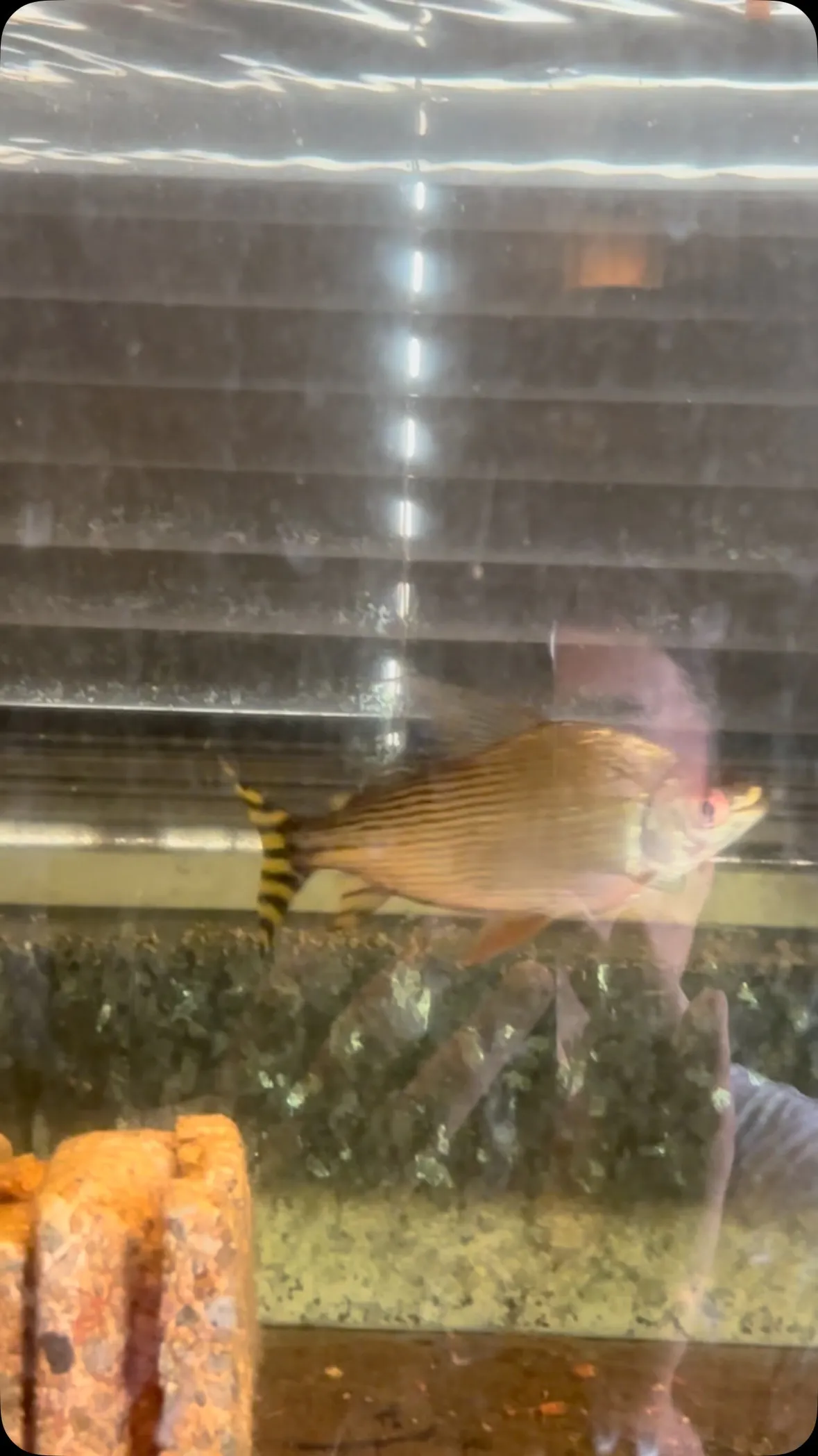 キクラが中々餌付いてくれません。