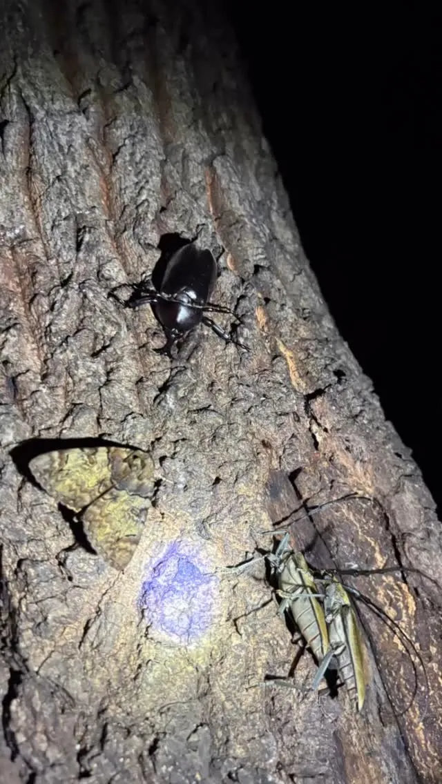 昨日のカブクワチェックで、今年初カブト確認！