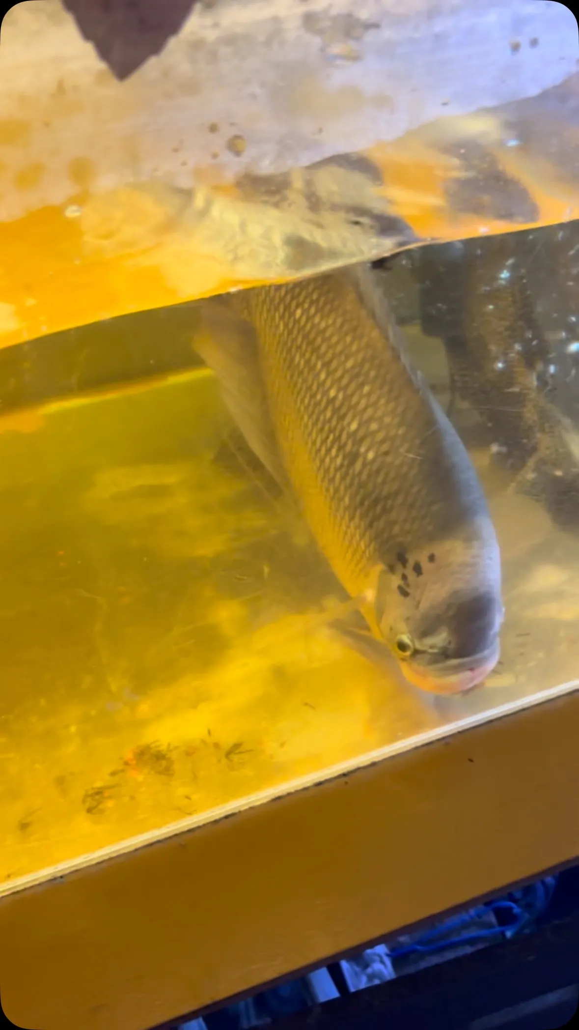 暑い日が続きますが、オスフロもお待ちしてます！