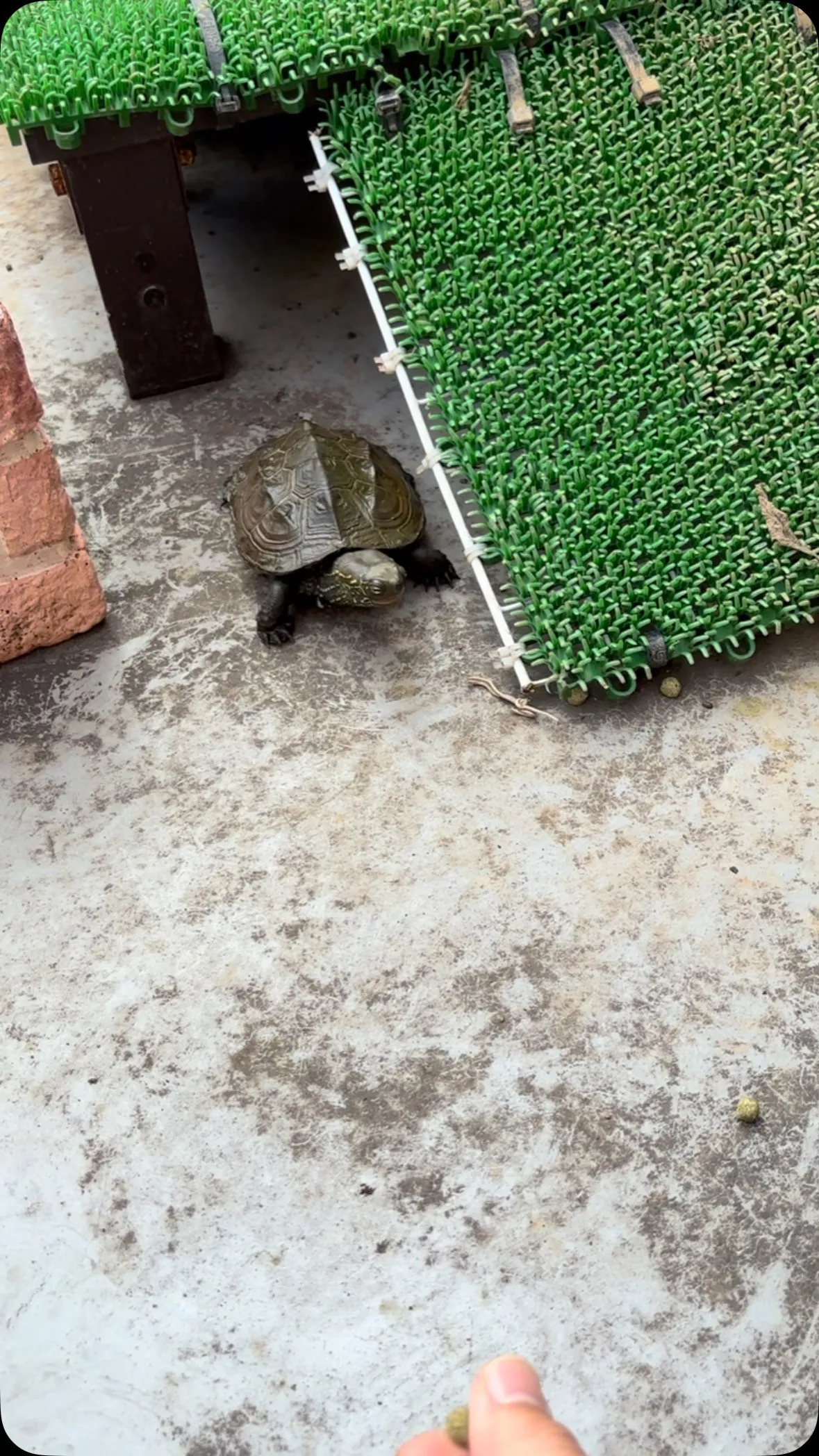 亀の楽園でついに手から食べてくれるようになったぜ！