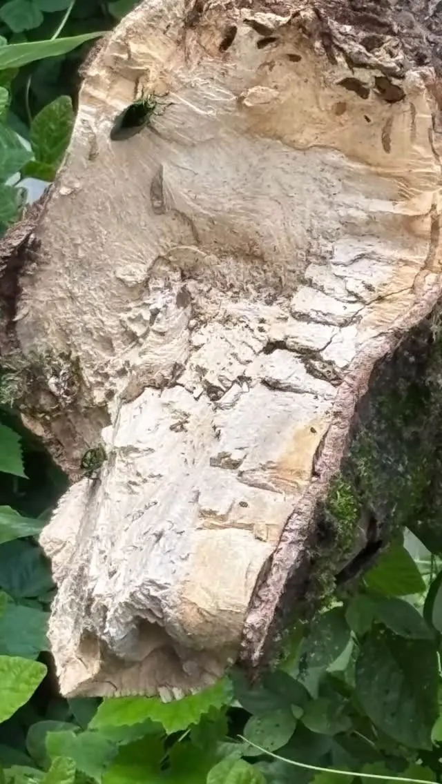 週末に娘の友達の男の子が来るのでバナナトラップを仕込んで、下...