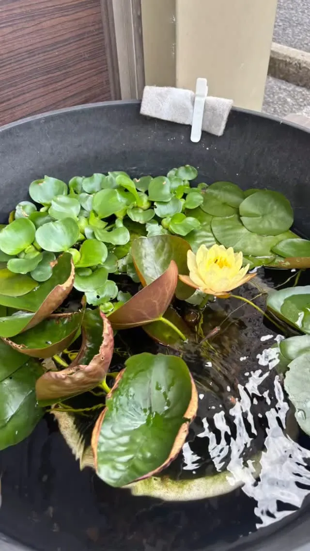 ホテル入り口の睡蓮も咲いてきました♪