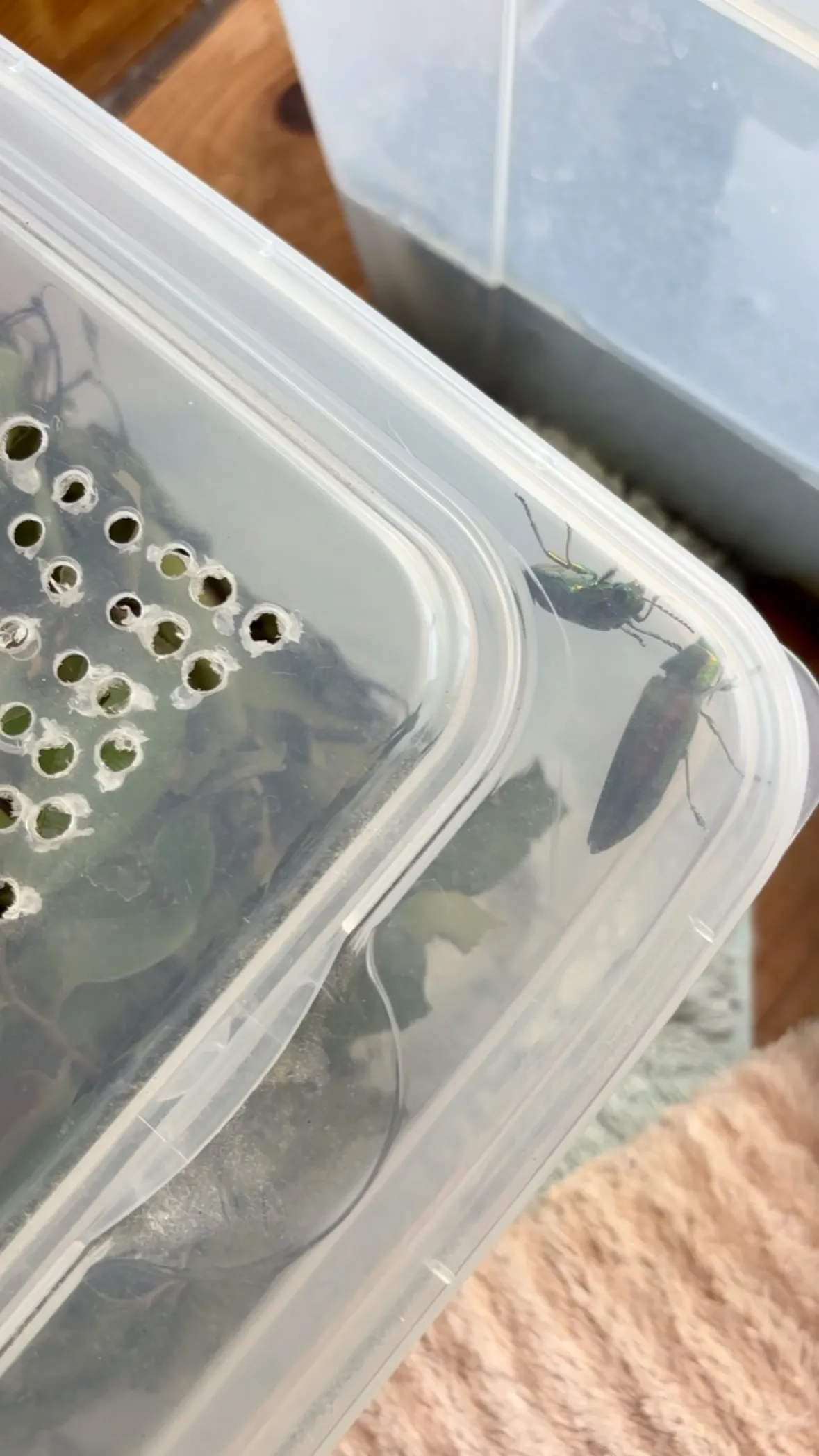 タマムシとかナナフシみたいに葉を食べる虫はコバエも湧かないし...