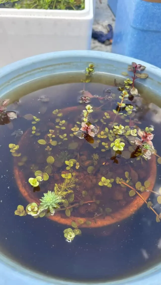 オリジナルの水草寄せ植え作成中〜