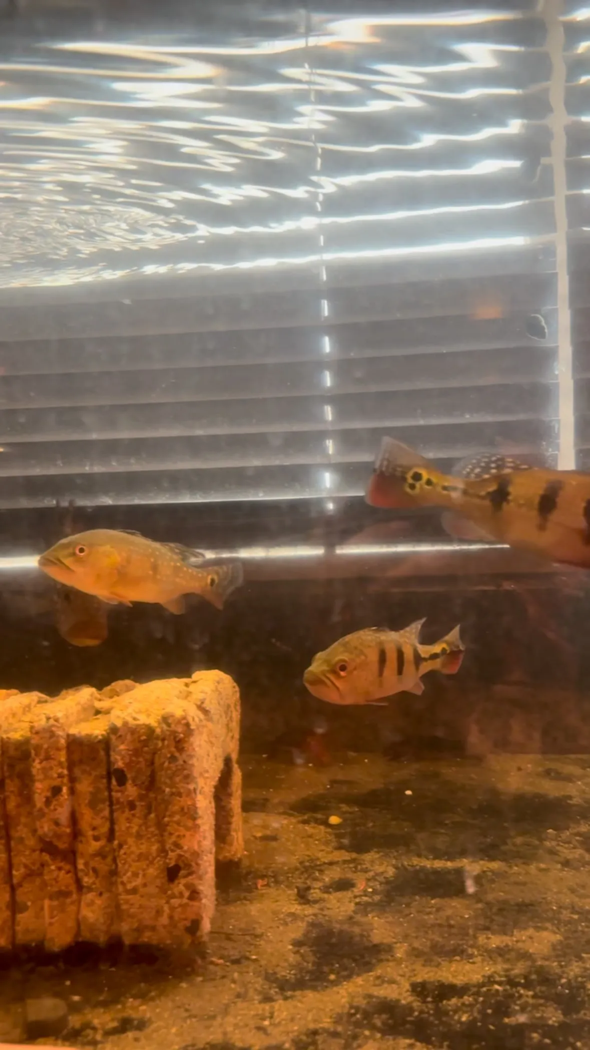 避難してたフォーゴ帰還。