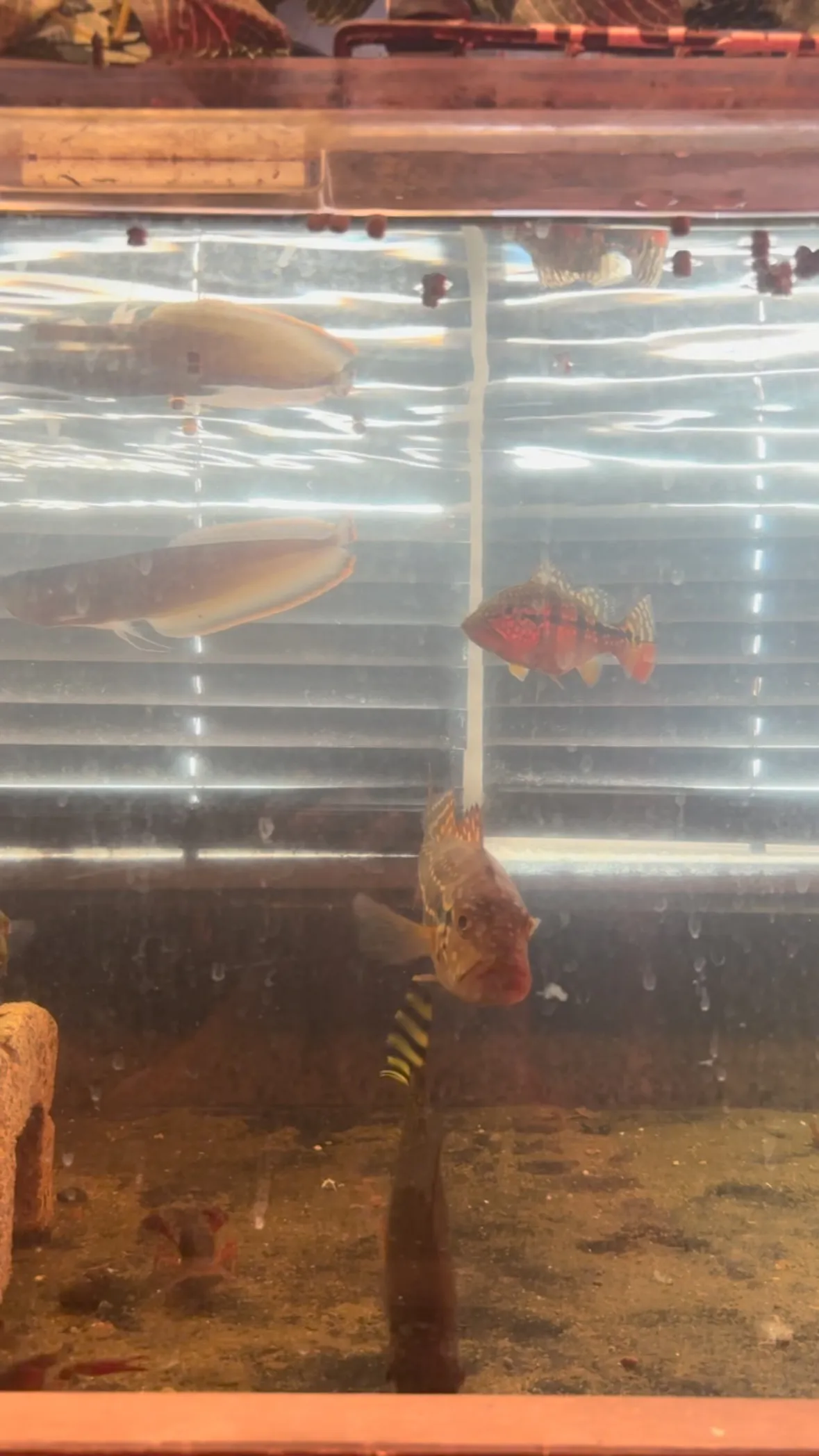 ブラックアロワナも元気〜