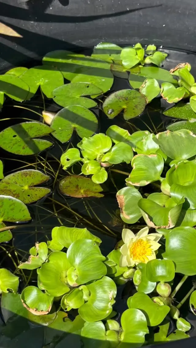灼熱地獄が続いておりますので、涼しいホテルでお寛ぎください。