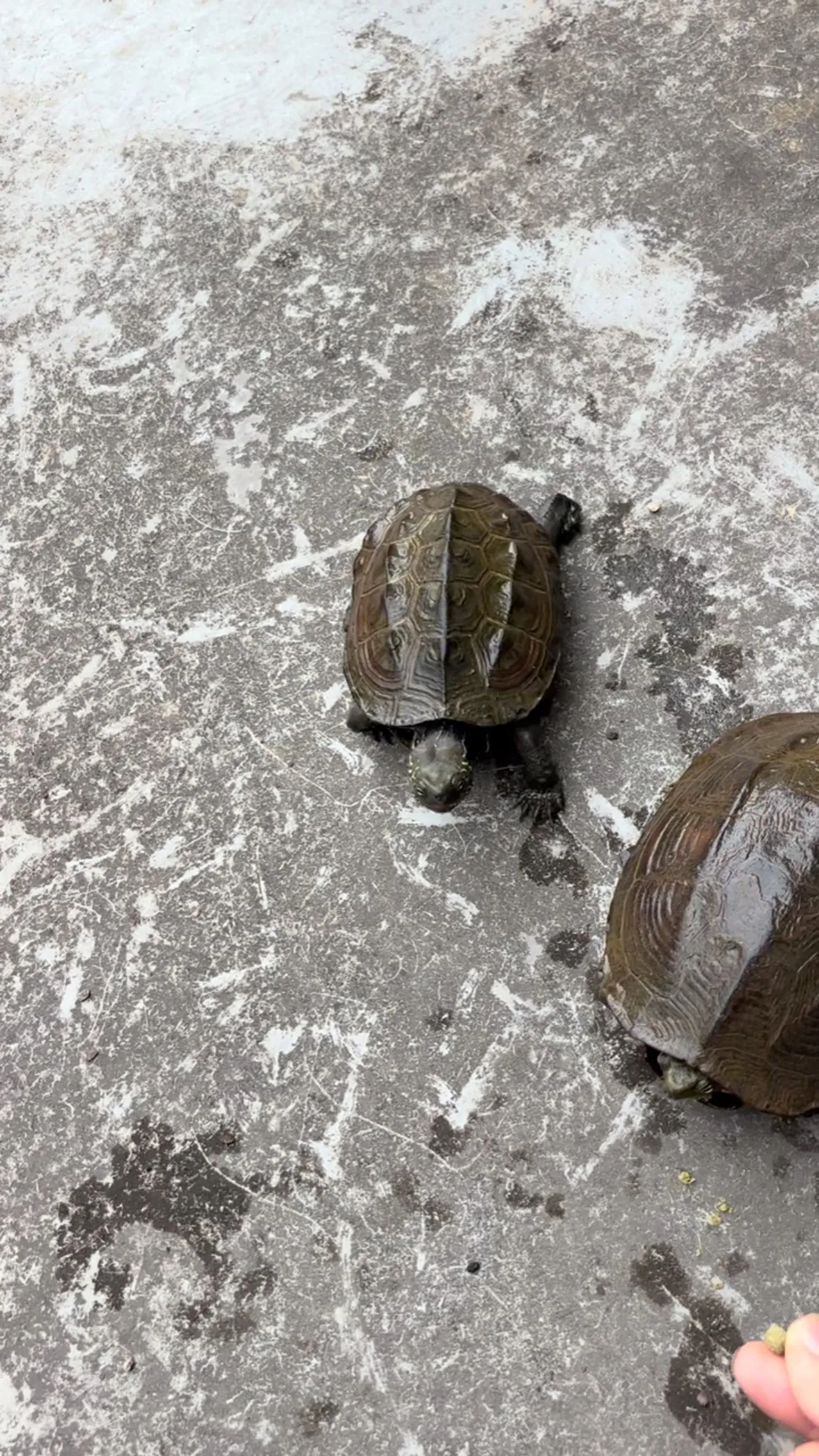 今日も今日とて亀おじさん。