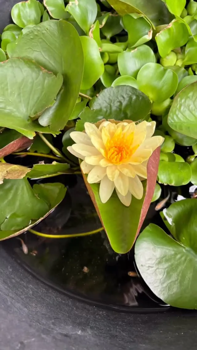 花付きの良いものをチョイスしてます♪