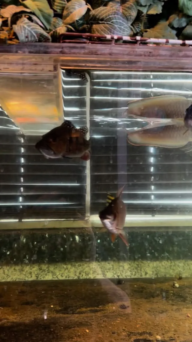 ようやく人口飼料に餌付いてきた。